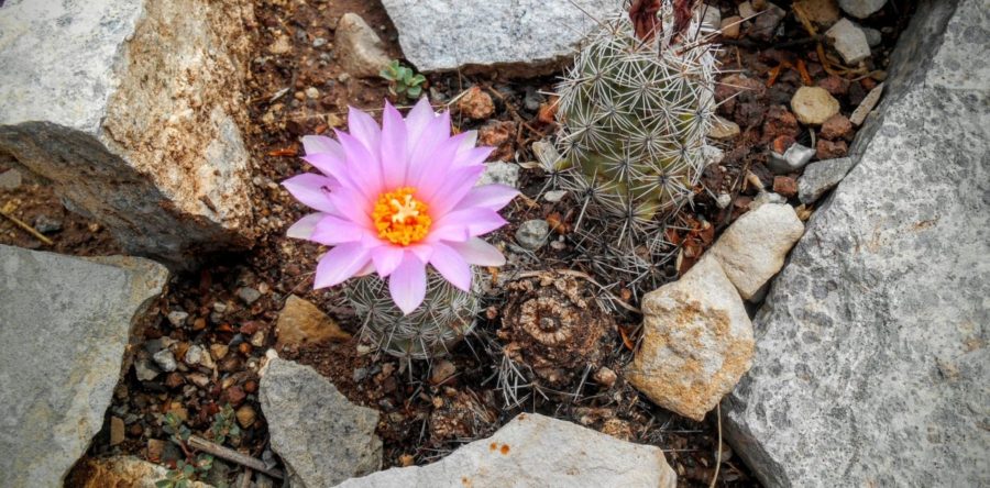 Mandatory Cancellation of all 2020 Overnight Programs